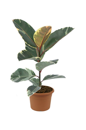 Variegated Rubber Plant - Ficus Elastica 'Variegata' - Plantsworld.ae