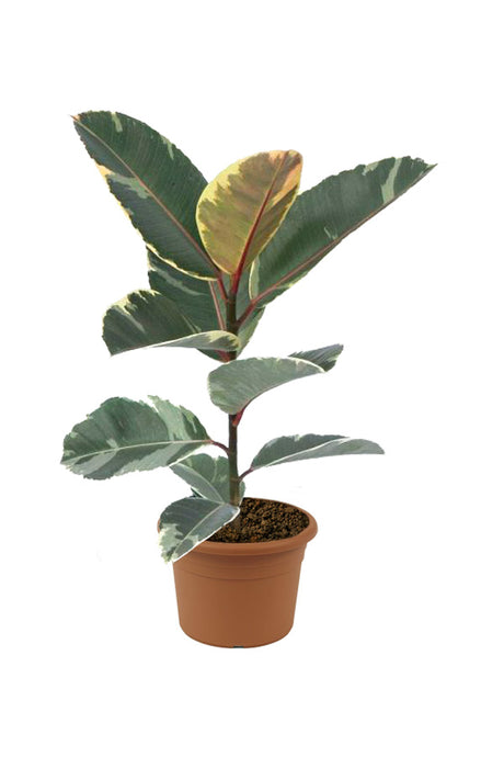 Variegated Rubber Plant - Ficus Elastica 'Variegata' - Plantsworld.ae