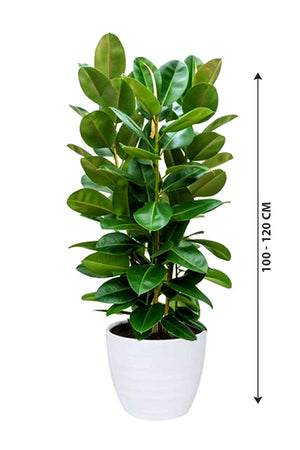 Rubber Plant - Ficus Elastica_Small Plant - Plantsworld.ae
