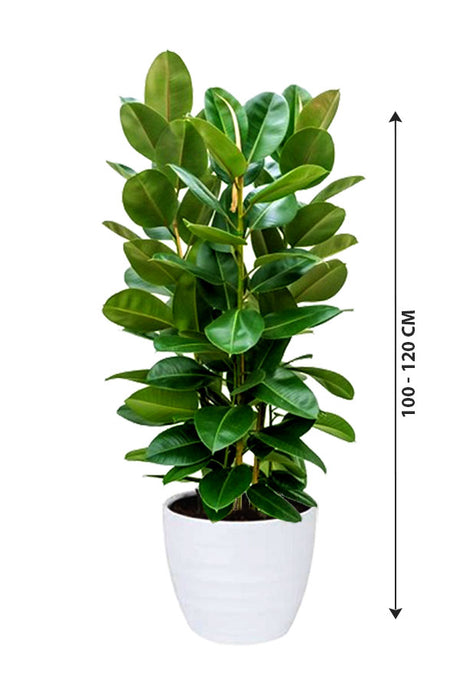 Rubber Plant - Ficus Elastica_Small Plant - Plantsworld.ae