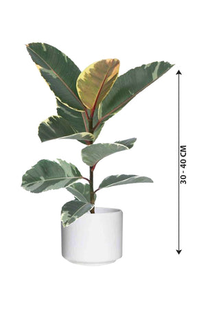 Variegated Rubber Plant - Ficus Elastica 'Variegata' - Plantsworld.ae