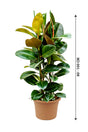 Rubber Plant - Ficus Elastica_Small Plant - Plantsworld.ae