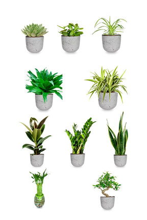 Platinum Combo Saloon & Spa plant package (mixed indoor plant set)