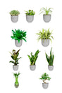 Platinum Combo Saloon & Spa plant package (mixed indoor plant set)
