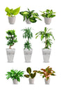 Golden Combo - Saloon & Spa Package - Plantsworld.ae