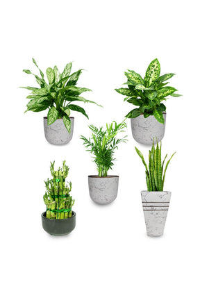 Indoor plant combo featuring a curated collection of easy-care houseplants