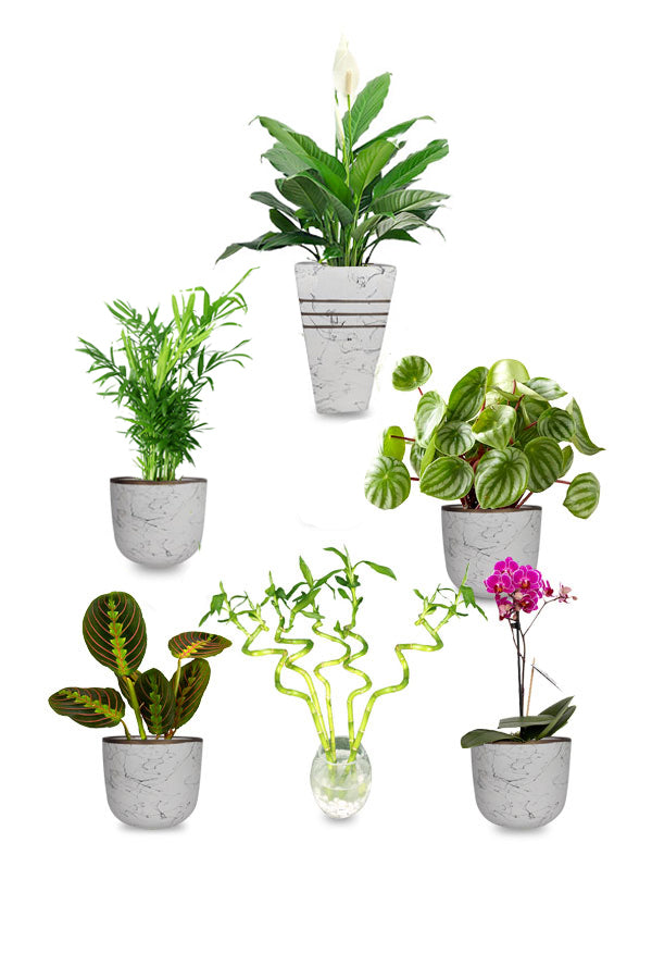 A decorative indoor plant combo arrangement featuring multiple houseplants grouped together