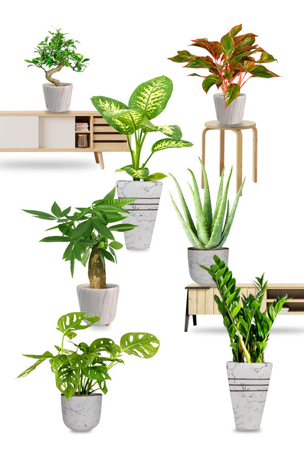 Silver Combo - Saloon & Spa Package - Plantsworld.ae