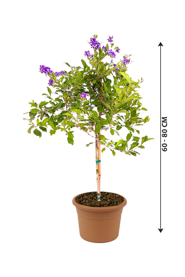 Sapphire Showers - Duranta Erecta - Plantsworld.ae