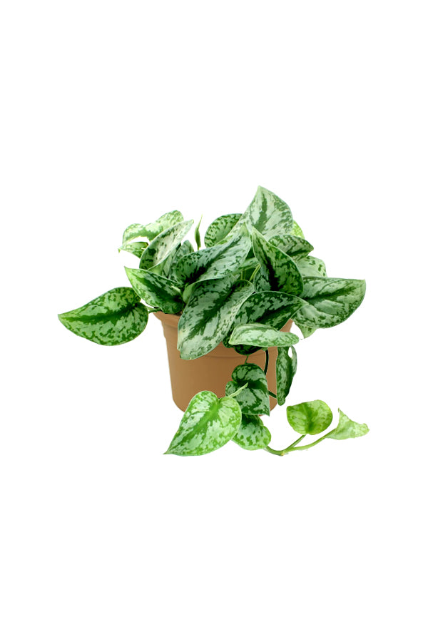 Satin Pothos - Money Plant - Plantsworld.ae