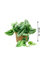Satin Pothos - Money Plant - Plantsworld.ae