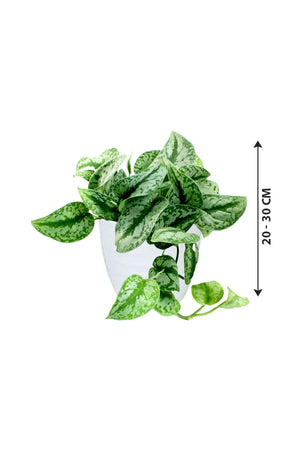 Satin Pothos - Money Plant - Plantsworld.ae