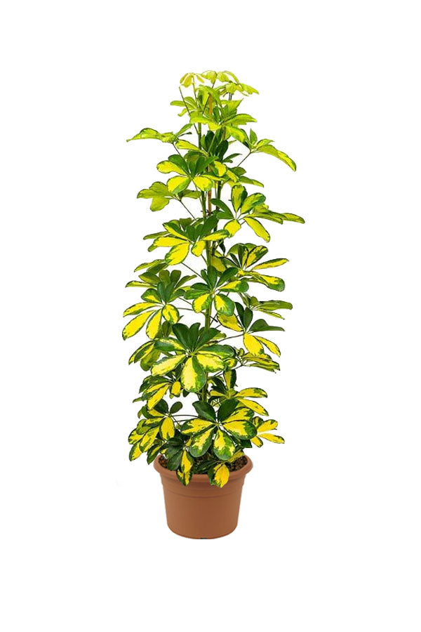 Dwarf Umbrella Tree Variegated - Schefflera Arboricola - Plantsworld.ae
