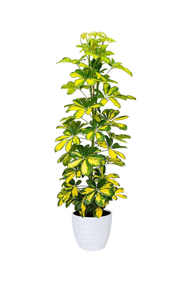 Variegated Dwarf Umbrella Tree (Schefflera arboricola) indoor ornamental plant with glossy green and yellow foliage
