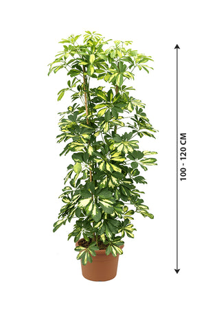 Dwarf Umbrella Tree Variegated - Schefflera Arboricola - Plantsworld.ae