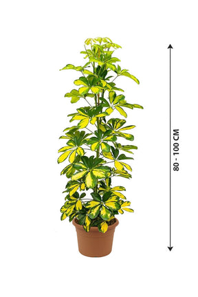 Dwarf Umbrella Tree Variegated - Schefflera Arboricola - Plantsworld.ae