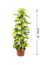 Dwarf Umbrella Tree Variegated - Schefflera Arboricola - Plantsworld.ae