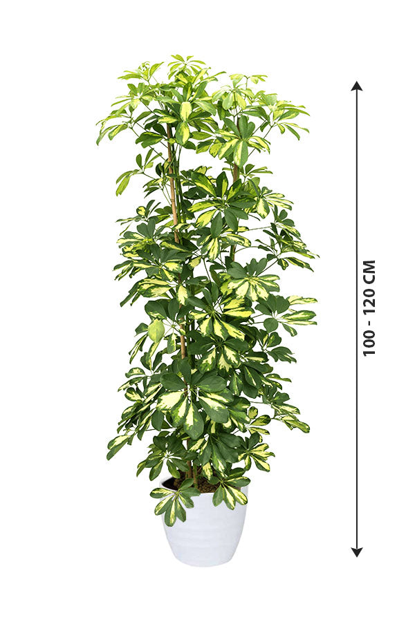 Dwarf Umbrella Tree Variegated - Schefflera Arboricola - Plantsworld.ae