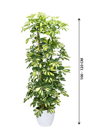 Dwarf Umbrella Tree Variegated - Schefflera Arboricola - Plantsworld.ae