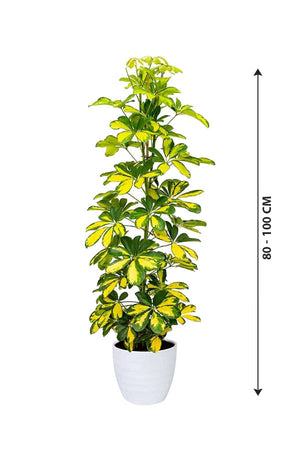 Dwarf Umbrella Tree Variegated - Schefflera Arboricola - Plantsworld.ae