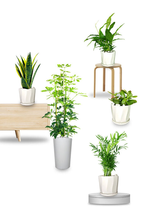 Indoor plant combo set for office/home décor