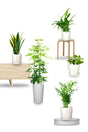 Indoor plant combo set for office/home décor