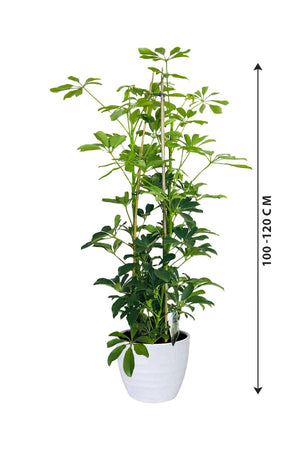 Umbrella Plant - Schefflera Arboricola - Plantsworld.ae