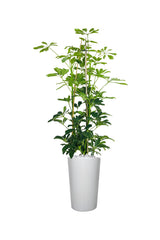 Titanium Office Plant Combo - Mixed Species - Plantsworld.ae