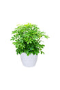 Schefflera Arboricola - Araliaceae Tree Plant with glossy green leaves in a white ceramic pot.

