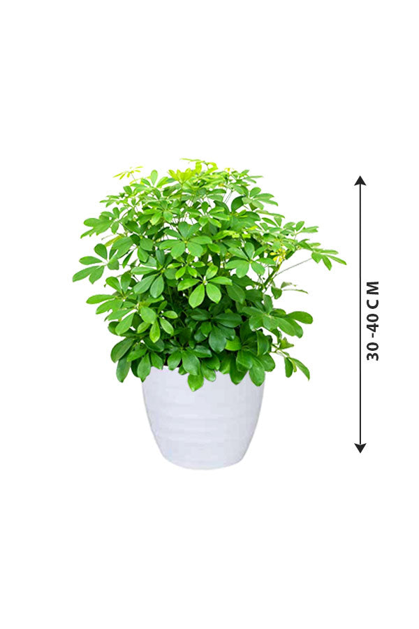 Umbrella Plant - Schefflera Arboricola - Plantsworld.ae