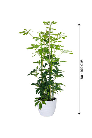 Umbrella Plant - Schefflera Arboricola - Plantsworld.ae