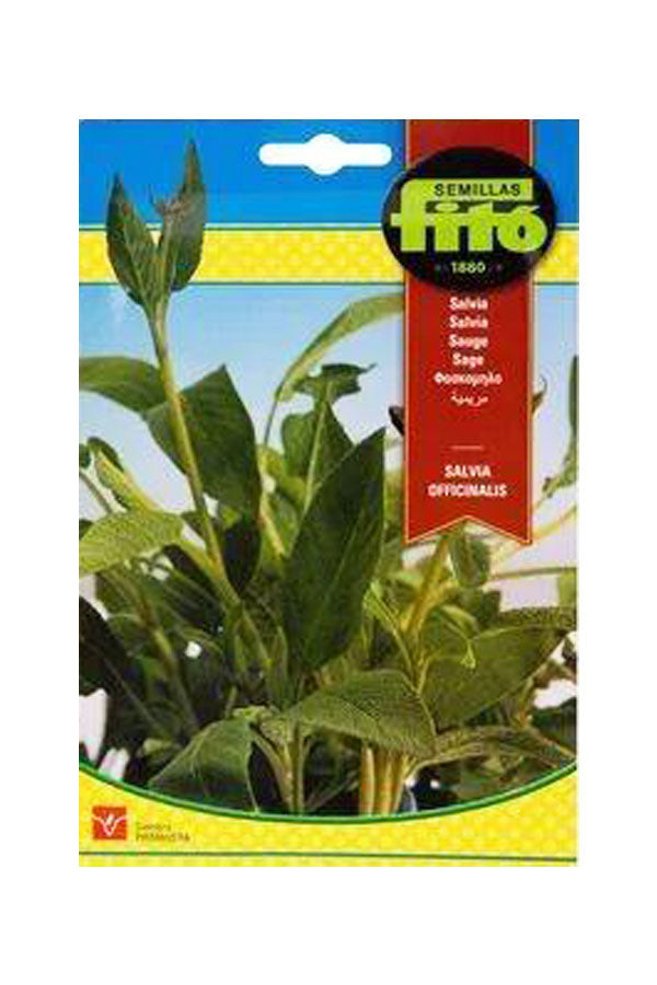 Fito - Seed Salvia (2 g) - Premium Salvia Herb Seeds for UAE Gardens
