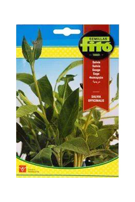 Fito - Seed Salvia (2 g) - Premium Salvia Herb Seeds for UAE Gardens
