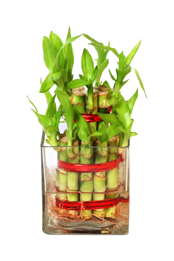 Friendship Day Gift- Lucky Bamboo with Chocolate - Plantsworld.ae