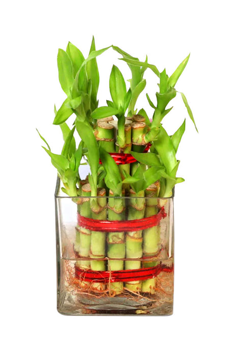 Friendship Day Gift- Lucky Bamboo with Chocolate - Plantsworld.ae