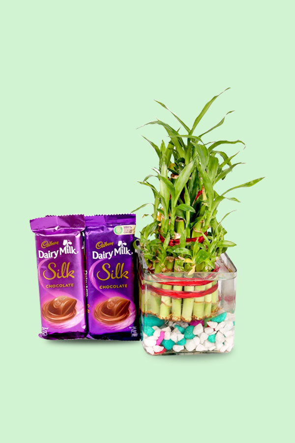 Lucky bamboo symbolizing good luck and positive energy