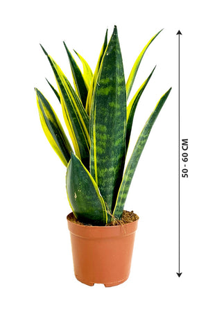 Snake Plant - Sansevieria Indoor Plant - Plantsworld.ae