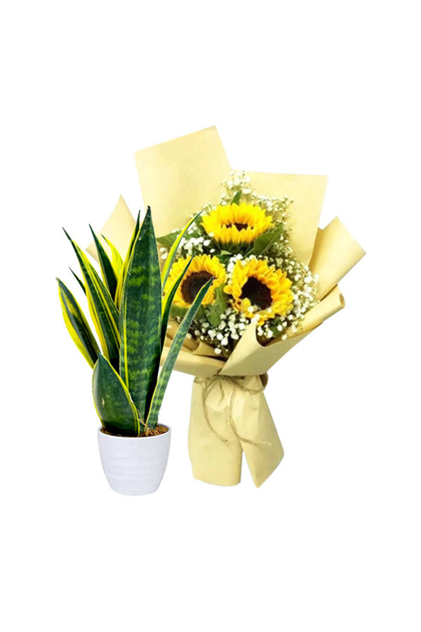 Elegant Sansevieria snake plant paired with fresh flower bouquet