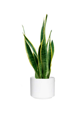 Titanium Combo - Saloon & Spa Package - Plantsworld.ae