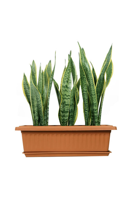 Snake Plant Indoor In Rectangular Pot - Plantsworld.ae