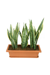 Snake Plant Indoor In Rectangular Pot - Plantsworld.ae