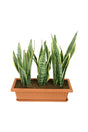 Snake Plant Indoor In Rectangular Pot - Plantsworld.ae