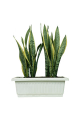 Snake Plant Indoor In Rectangular Pot - Plantsworld.ae