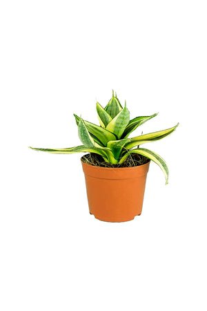 Snake Plant Mini - Sansevieria - Plantsworld.ae