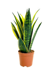 Snake Plant - Golden Flame - Snake Plant - Golden Flame - Plantsworld.ae
