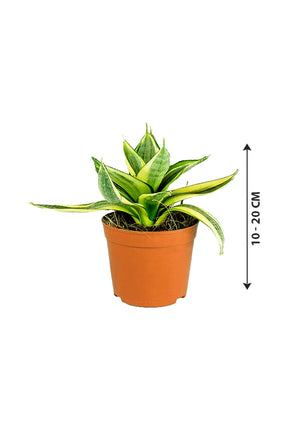 Snake Plant Mini - Sansevieria - Plantsworld.ae