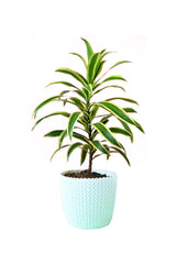 Anniversary Gift Plant-Song Of India In Design Pot - Plantsworld.ae