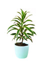 Song of India plant in a designer pot - perfect anniversary gift at Plantsworld.ae