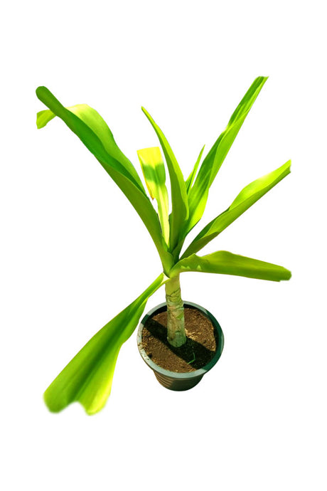 Spider Lily - Hymenocallis - Lycoris radiata Outdoor Flowering Plant with White Striking Blooms