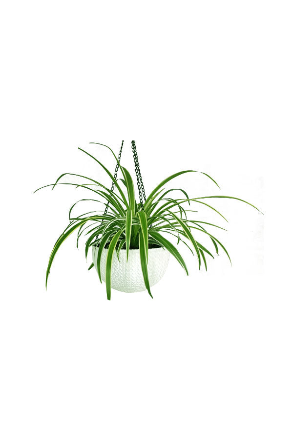 Spider Plant - Chlorophytum Comosum - Plantsworld.ae